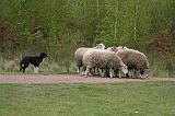 BORDER COLLIE - MOUTONS 061